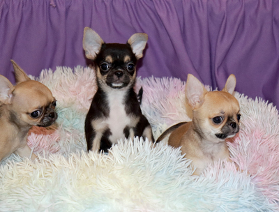 Валентра стар