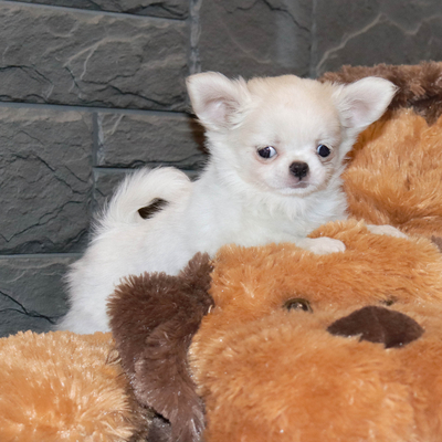 Валентра стар