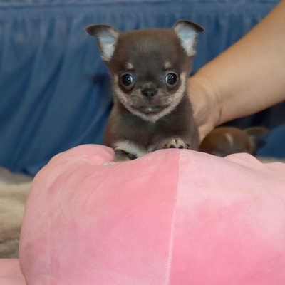 Валентра стар