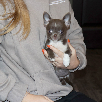 Продается Лиловая чихуахуа