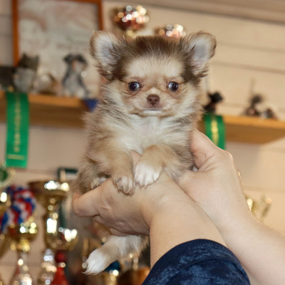 Продается Соболиный чихуахуа