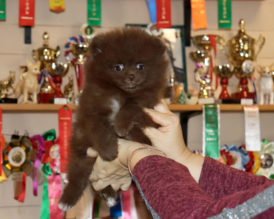 Валентра стар