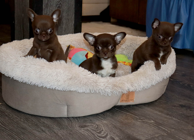 Валентра стар