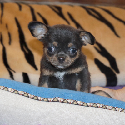 Валентра стар