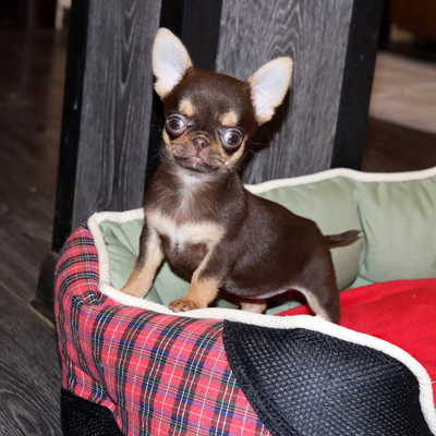 Валентра стар