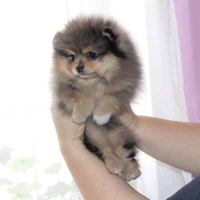 Валентра стар