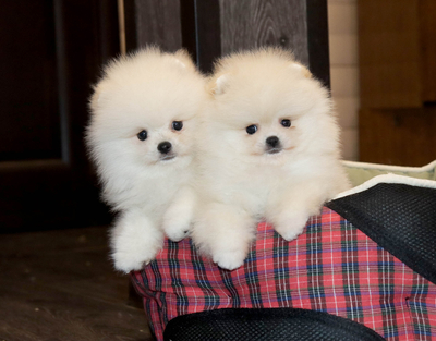 Валентра стар