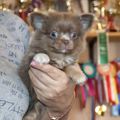 Продается Лиловый чихуахуа