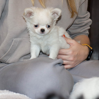 Валентра стар