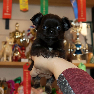 Продается МИНИ чихуахуа