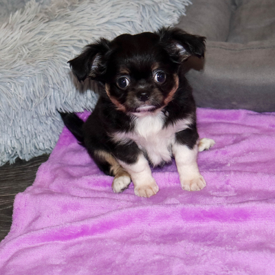 Валентра стар