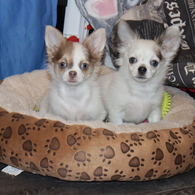 Валентра стар