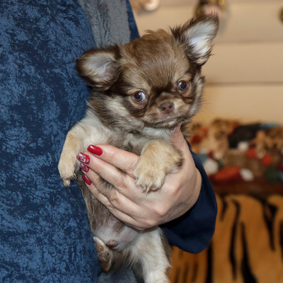 Валентра стар