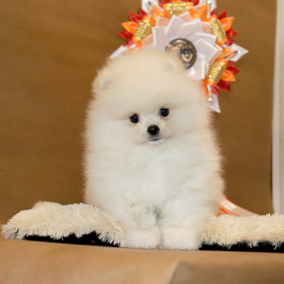 Продается Купить щенка шпица