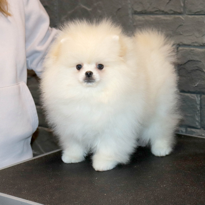 Валентра стар