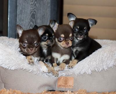 Валентра стар