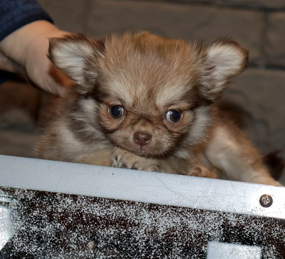 Валентра стар