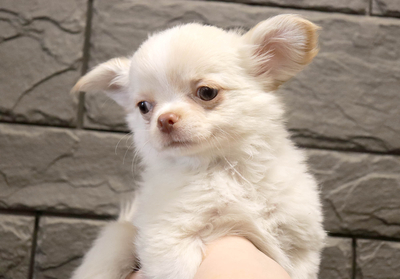 Валентра стар