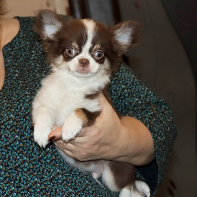 Валентра стар