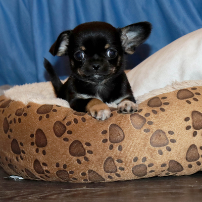 Валентра стар