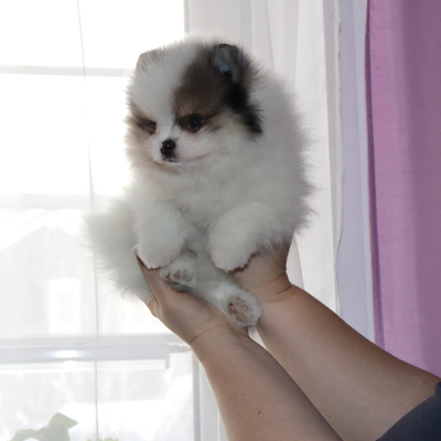 Валентра стар