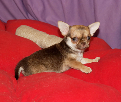 Валентра стар