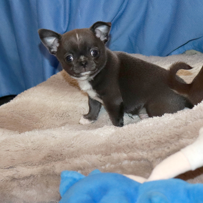 Валентра стар