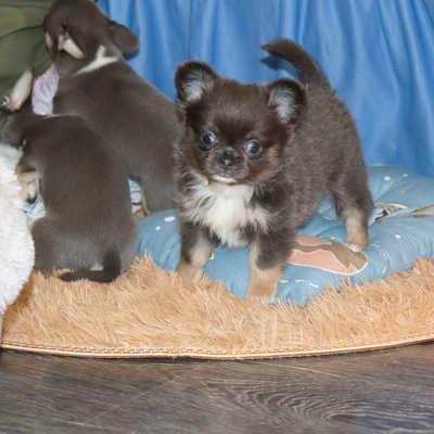 Валентра стар