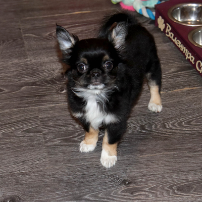 Валентра стар