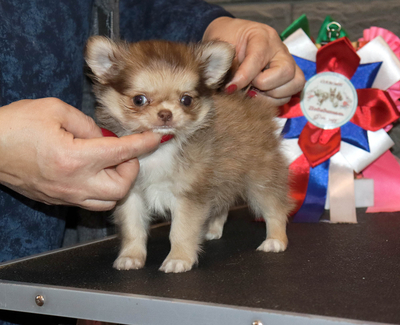 Валентра стар