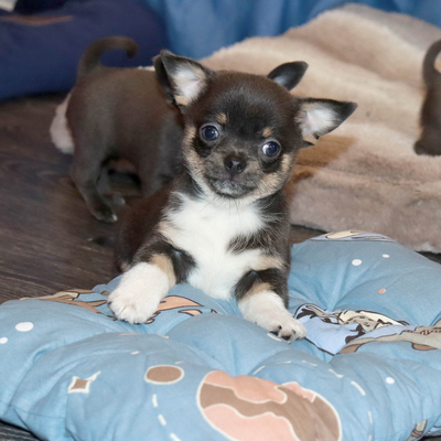 Валентра стар