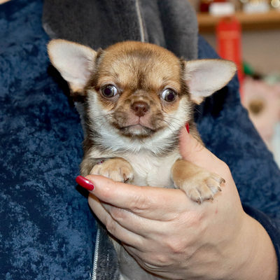 Валентра стар