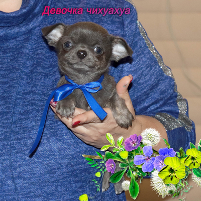 Продается Голубая чихуахуа