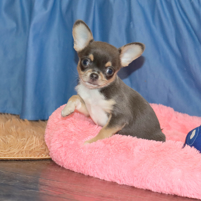 Валентра стар