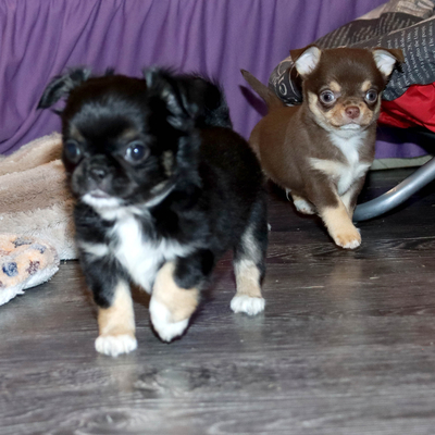 Валентра стар