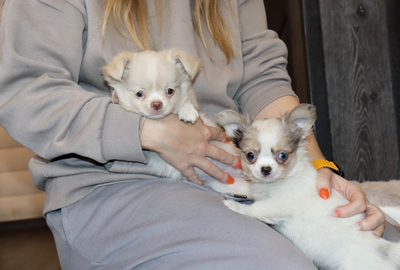 Валентра стар