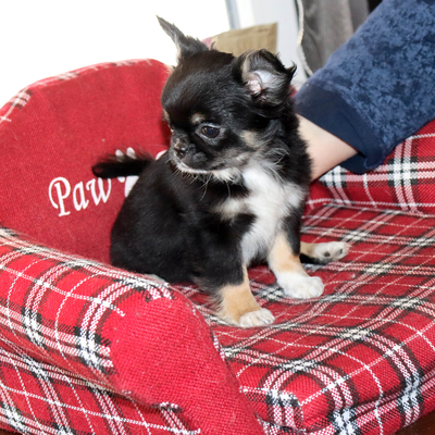 Валентра стар