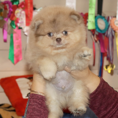 Продается Мраморный шпиц