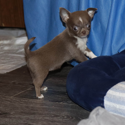 Валентра стар