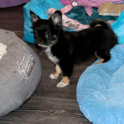 Валентра стар