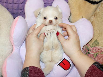 Валентра стар