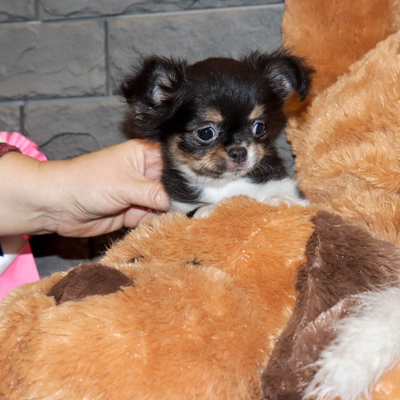 Валентра стар