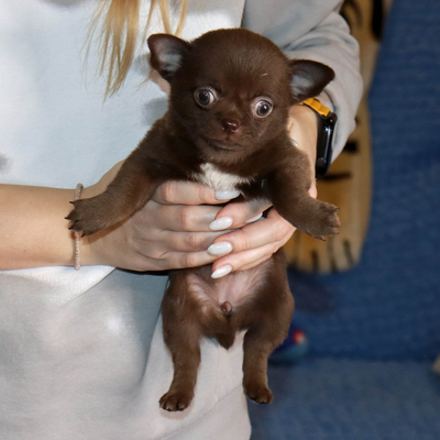 Валентра стар