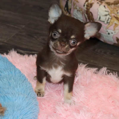 Продается Купить Шоколадную Чихуахуа