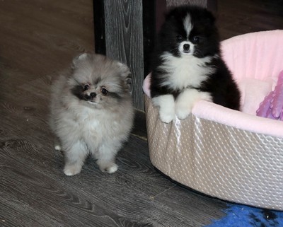 Валентра стар