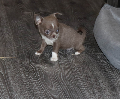 Валентра стар