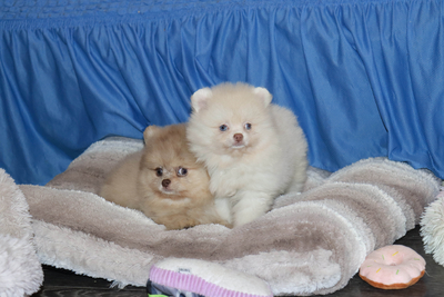 Валентра стар