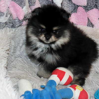 Валентра стар