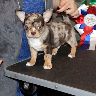 Валентра стар