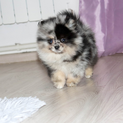 Валентра стар